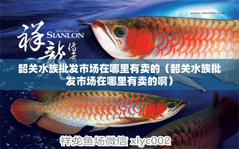 韶关水族批发市场在哪里有卖的（韶关水族批发市场在哪里有卖的啊）