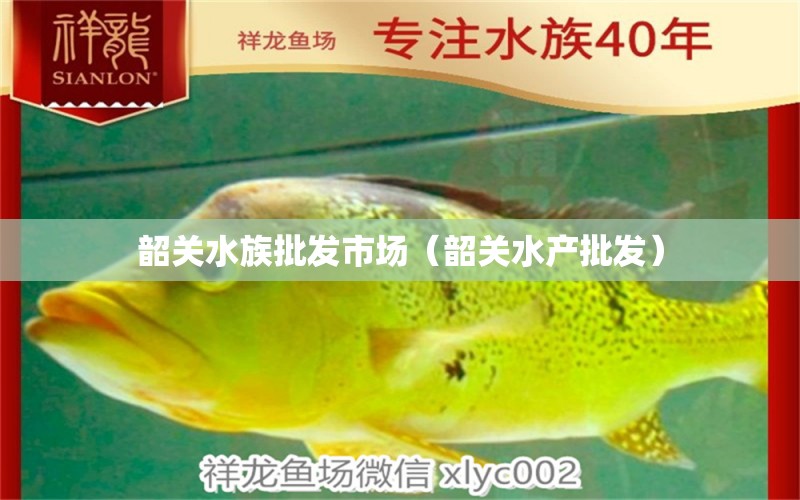 韶关水族批发市场（韶关水产批发） 观赏鱼水族批发市场 第1张