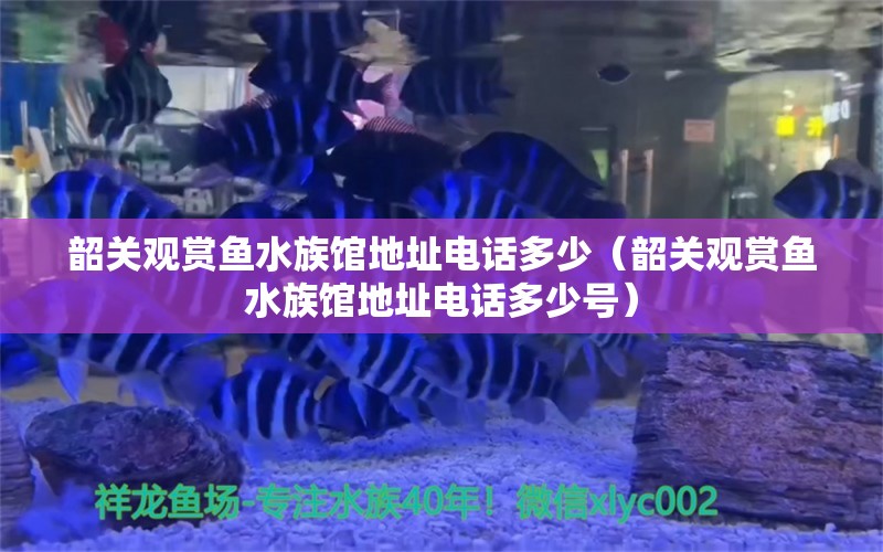 韶关观赏鱼水族馆地址电话多少（韶关观赏鱼水族馆地址电话多少号）