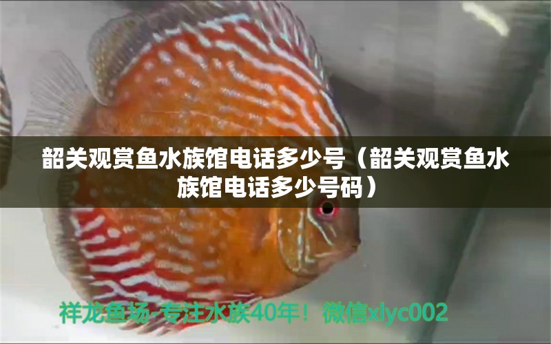 韶关观赏鱼水族馆电话多少号（韶关观赏鱼水族馆电话多少号码） 翡翠凤凰鱼