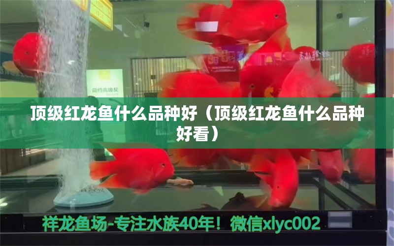 顶级红龙鱼什么品种好（顶级红龙鱼什么品种好看）