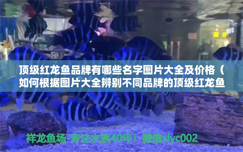 顶级红龙鱼品牌有哪些名字图片大全及价格（如何根据图片大全辨别不同品牌的顶级红龙鱼？） 水族问答 第2张