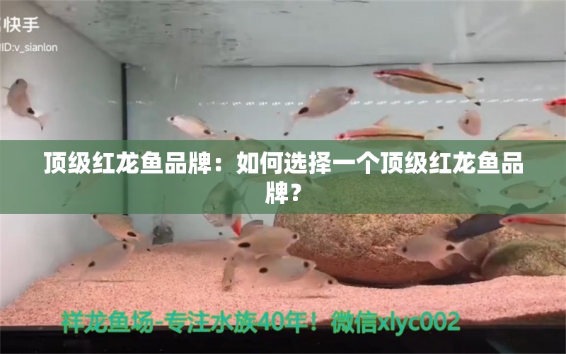 顶级红龙鱼品牌：如何选择一个顶级红龙鱼品牌？ 水族问答 第2张