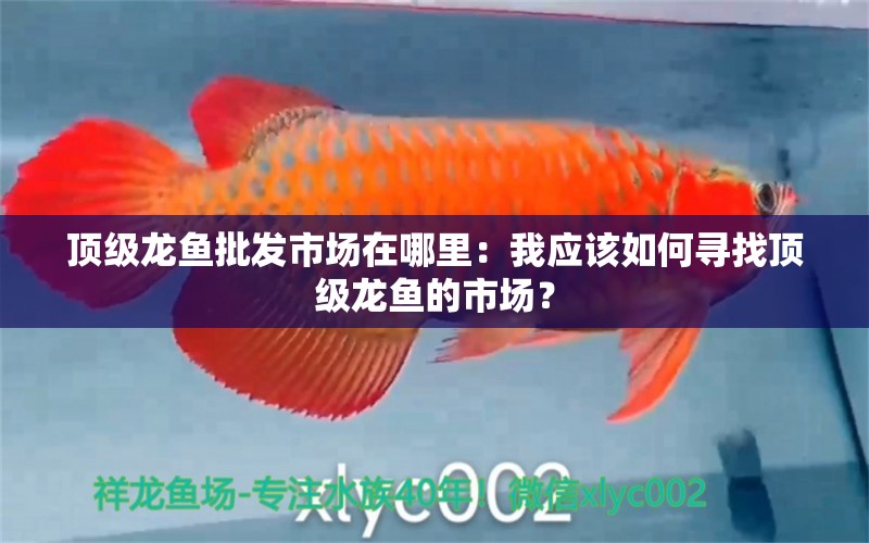 顶级龙鱼批发市场在哪里：我应该如何寻找顶级龙鱼的市场？ 水族问答 第2张