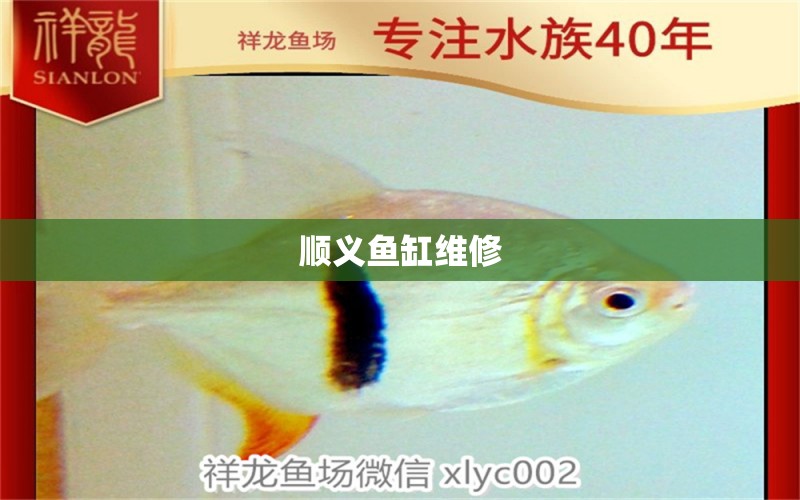 顺义鱼缸维修 其他品牌鱼缸