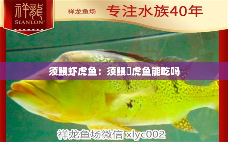 须鳗虾虎鱼：须鳗鰕虎鱼能吃吗 虎鱼百科