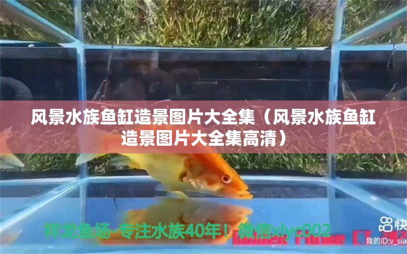 风景水族鱼缸造景图片大全集（风景水族鱼缸造景图片大全集高清） 观赏鱼市场（混养鱼）