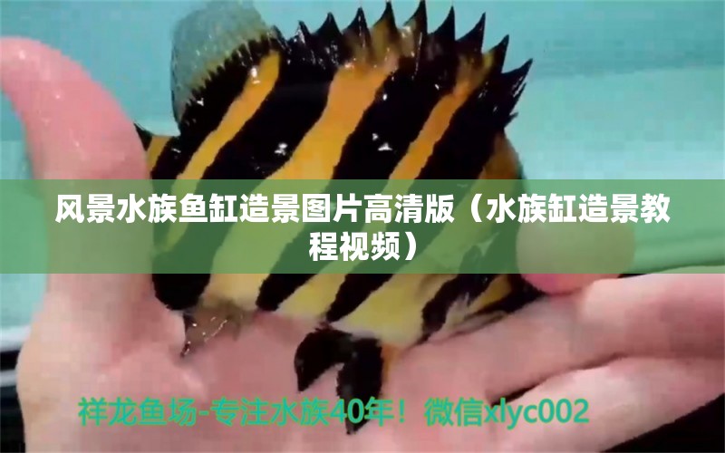 风景水族鱼缸造景图片高清版（水族缸造景教程视频） 广州观赏鱼批发市场