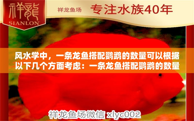 风水学中，一条龙鱼搭配鹦鹉的数量可以根据以下几个方面考虑：一条龙鱼搭配鹦鹉的数量