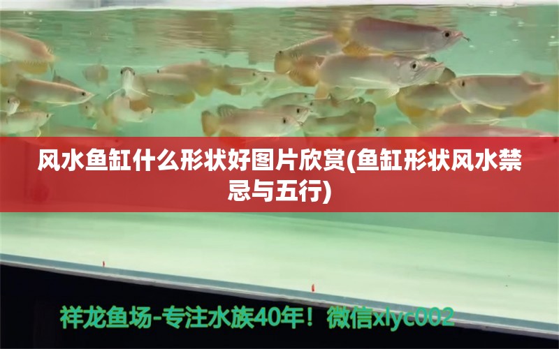 风水鱼缸什么形状好图片欣赏(鱼缸形状风水禁忌与五行)