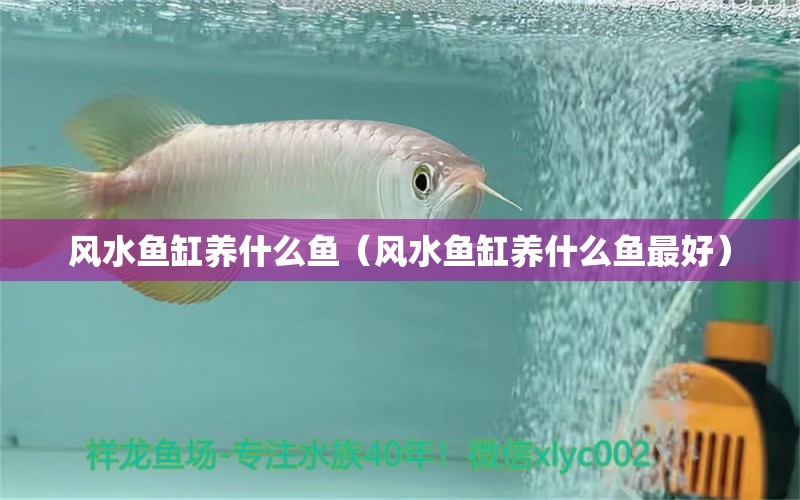 风水鱼缸养什么鱼（风水鱼缸养什么鱼最好） 鱼缸风水