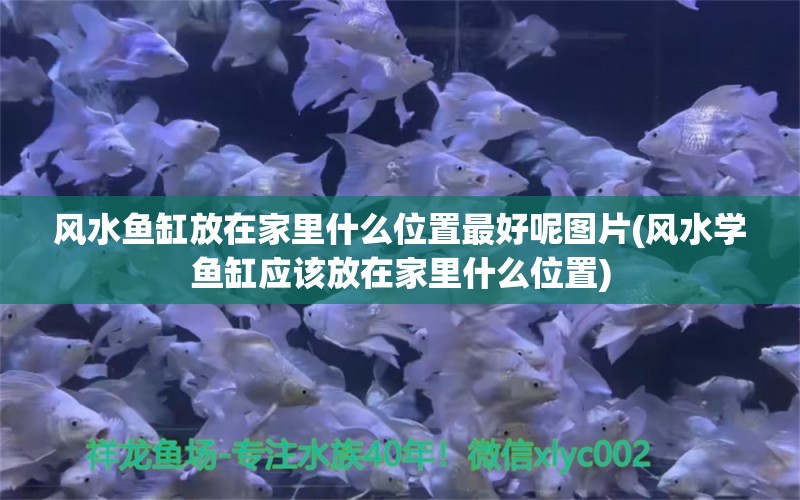 风水鱼缸放在家里什么位置最好呢图片(风水学鱼缸应该放在家里什么位置) 鱼缸风水 第1张