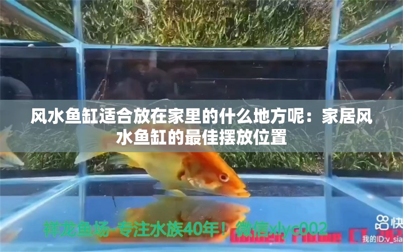 风水鱼缸适合放在家里的什么地方呢：家居风水鱼缸的最佳摆放位置 鱼缸风水 第2张