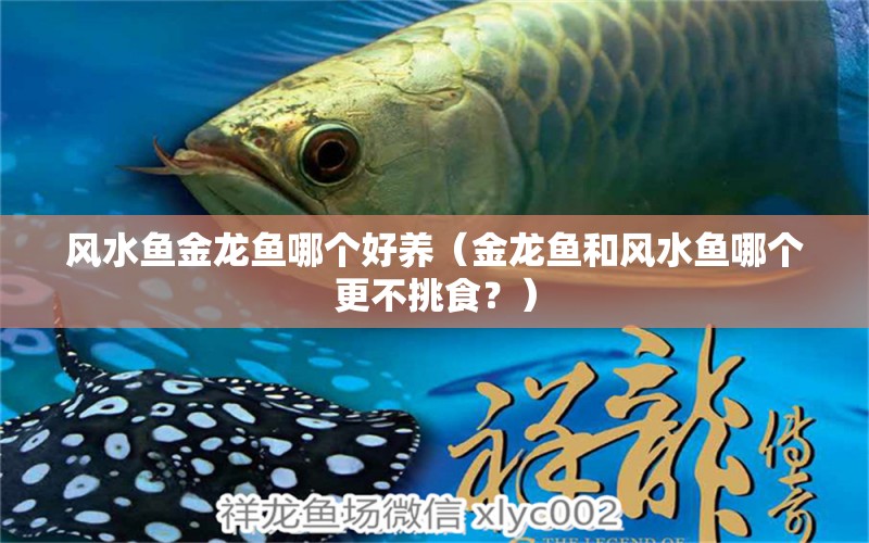 风水鱼金龙鱼哪个好养（金龙鱼和风水鱼哪个更不挑食？） 水族问答 第1张