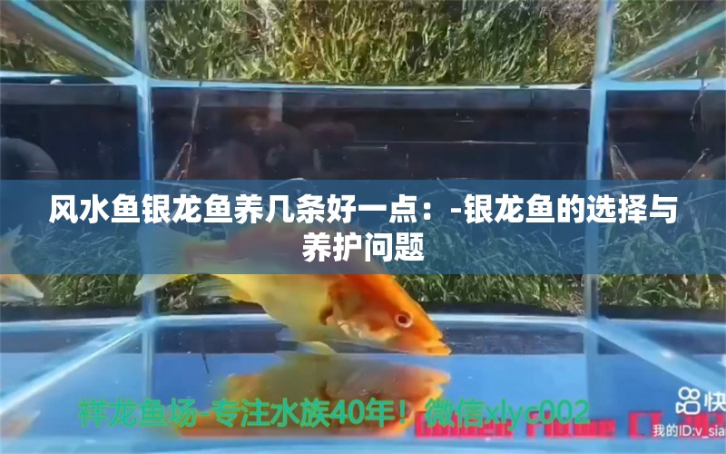 风水鱼银龙鱼养几条好一点：-银龙鱼的选择与养护问题 水族问答 第2张