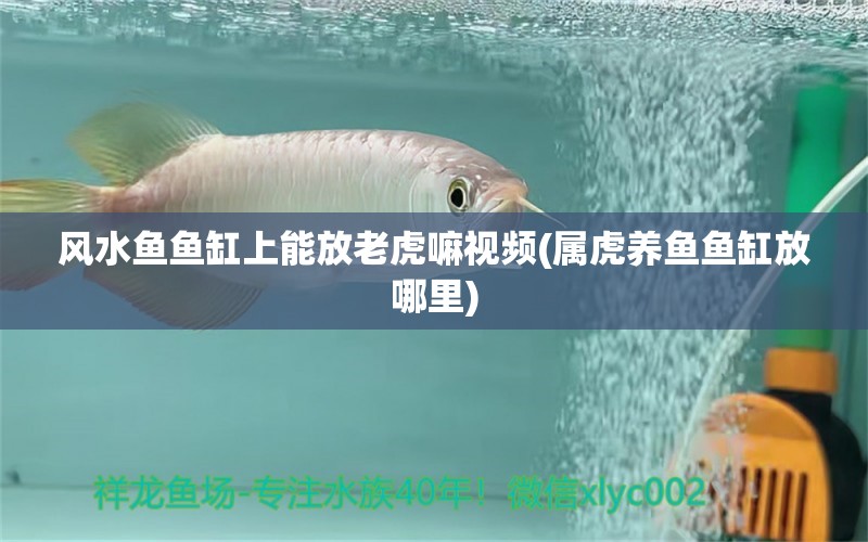 风水鱼鱼缸上能放老虎嘛视频(属虎养鱼鱼缸放哪里) 鱼缸风水 第1张