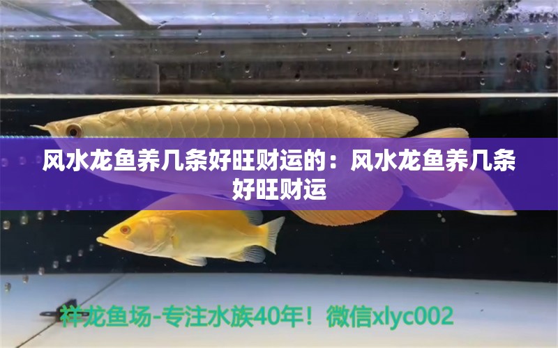 风水龙鱼养几条好旺财运的：风水龙鱼养几条好旺财运 水族问答 第2张