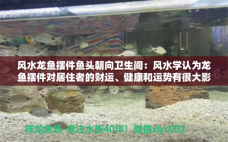 风水龙鱼摆件鱼头朝向卫生间：风水学认为龙鱼摆件对居住者的财运、健康和运势有很大影响 水族问答 第2张