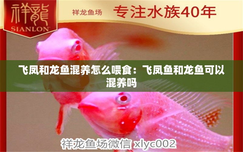 飞凤和龙鱼混养怎么喂食：飞凤鱼和龙鱼可以混养吗 水族问答 第1张