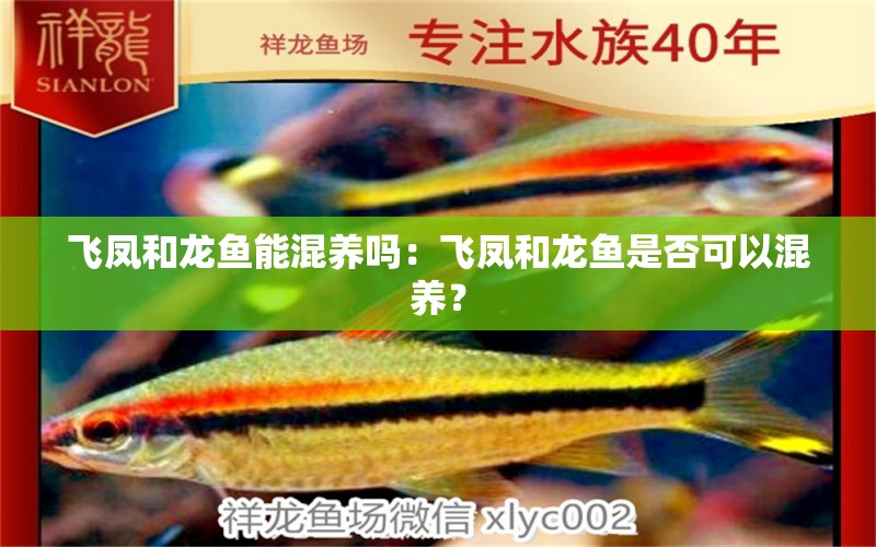 飞凤和龙鱼能混养吗：飞凤和龙鱼是否可以混养？ 水族问答 第2张