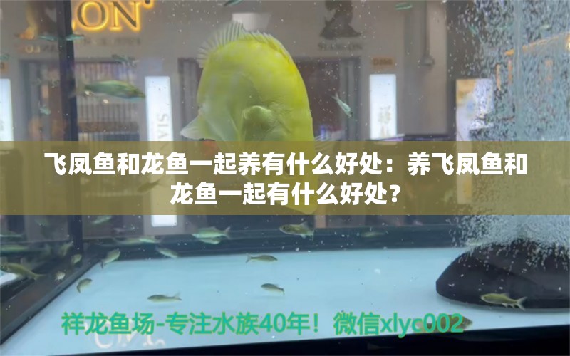 飞凤鱼和龙鱼一起养有什么好处：养飞凤鱼和龙鱼一起有什么好处？ 水族问答 第2张