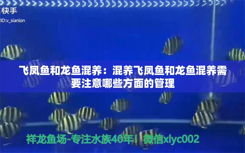 飞凤鱼和龙鱼混养：混养飞凤鱼和龙鱼混养需要注意哪些方面的管理 水族问答