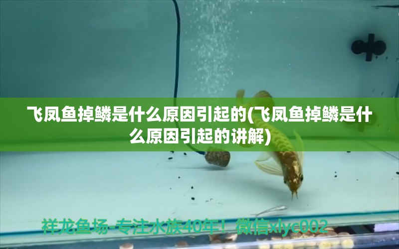 飞凤鱼掉鳞是什么原因引起的(飞凤鱼掉鳞是什么原因引起的讲解) 飞凤鱼