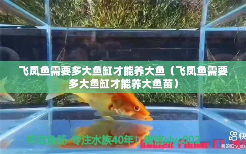 飞凤鱼需要多大鱼缸才能养大鱼（飞凤鱼需要多大鱼缸才能养大鱼苗）