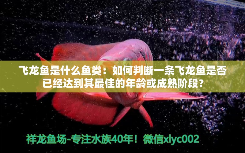 飞龙鱼是什么鱼类：如何判断一条飞龙鱼是否已经达到其最佳的年龄或成熟阶段？ 水族问答 第2张