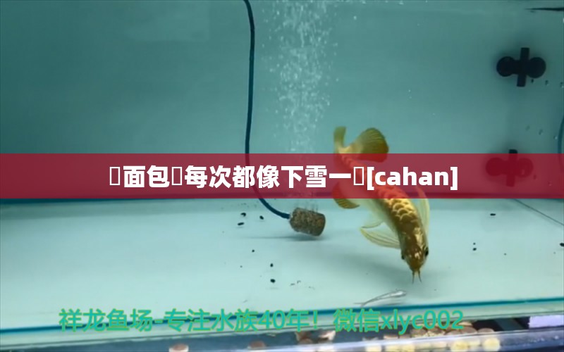 餵面包蟲每次都像下雪一樣[cahan] 观赏鱼论坛 第2张