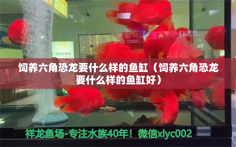 饲养六角恐龙要什么样的鱼缸（饲养六角恐龙要什么样的鱼缸好）