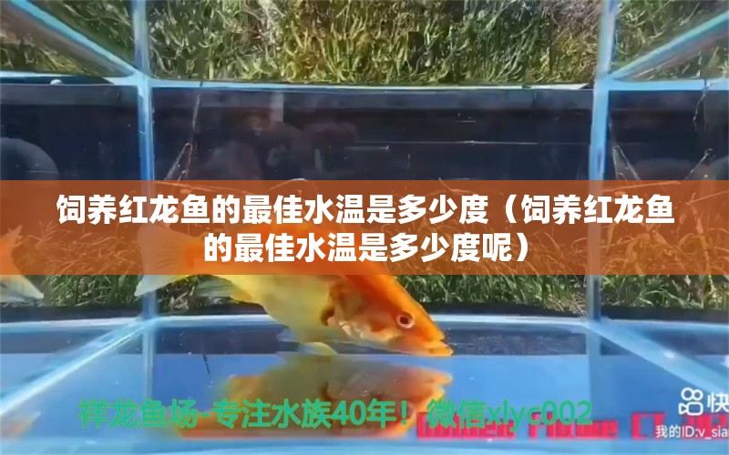 饲养红龙鱼的最佳水温是多少度（饲养红龙鱼的最佳水温是多少度呢） 锦鲤池鱼池建设