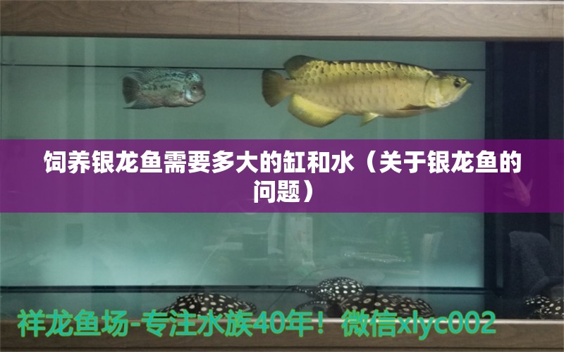 饲养银龙鱼需要多大的缸和水（关于银龙鱼的问题） 水族问答 第2张