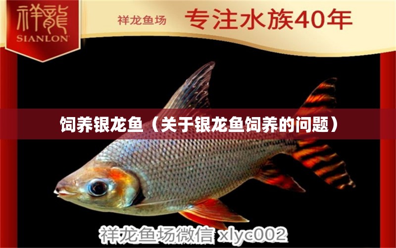 饲养银龙鱼（关于银龙鱼饲养的问题） 水族问答 第2张