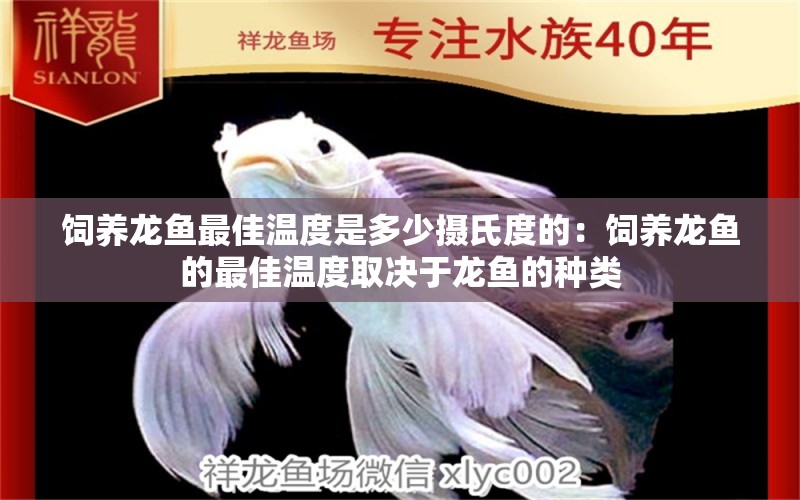 饲养龙鱼最佳温度是多少摄氏度的：饲养龙鱼的最佳温度取决于龙鱼的种类