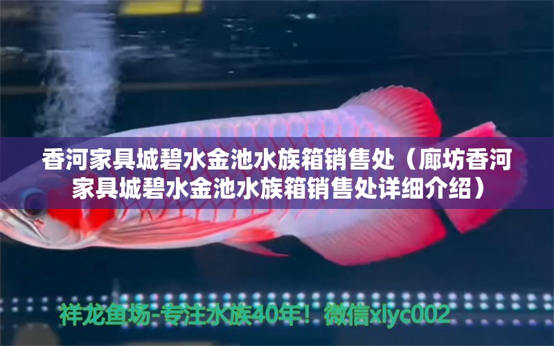 香河家具城碧水金池水族箱销售处（廊坊香河家具城碧水金池水族箱销售处详细介绍） 全国观赏鱼市场 第2张