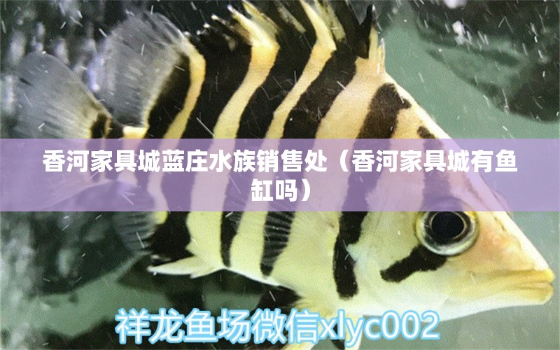 香河家具城蓝庄水族销售处（香河家具城有鱼缸吗） 全国水族馆企业名录