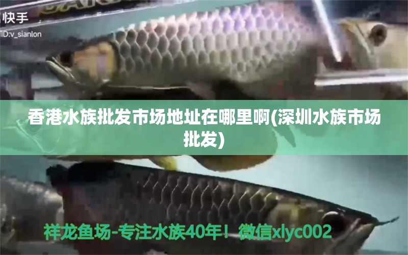 香港水族批发市场地址在哪里啊(深圳水族市场批发) 观赏鱼水族批发市场