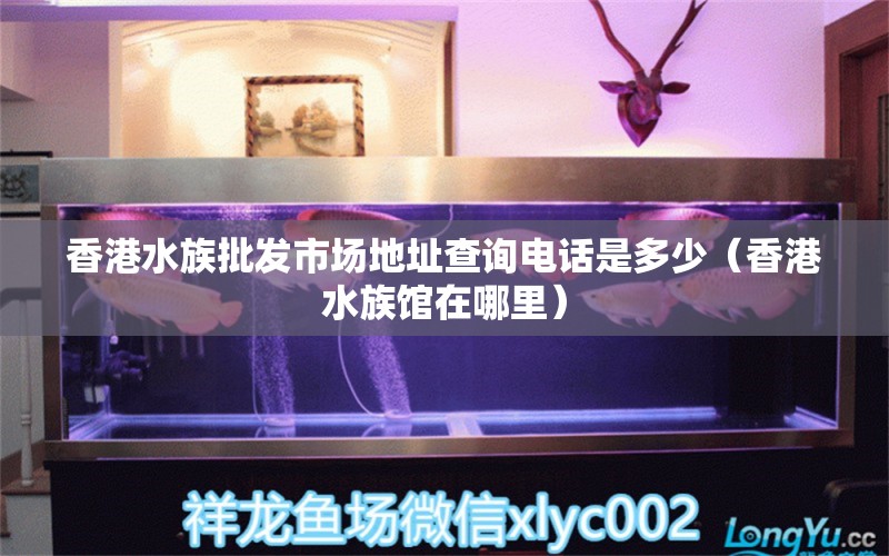 香港水族批发市场地址查询电话是多少（香港水族馆在哪里） 观赏鱼水族批发市场