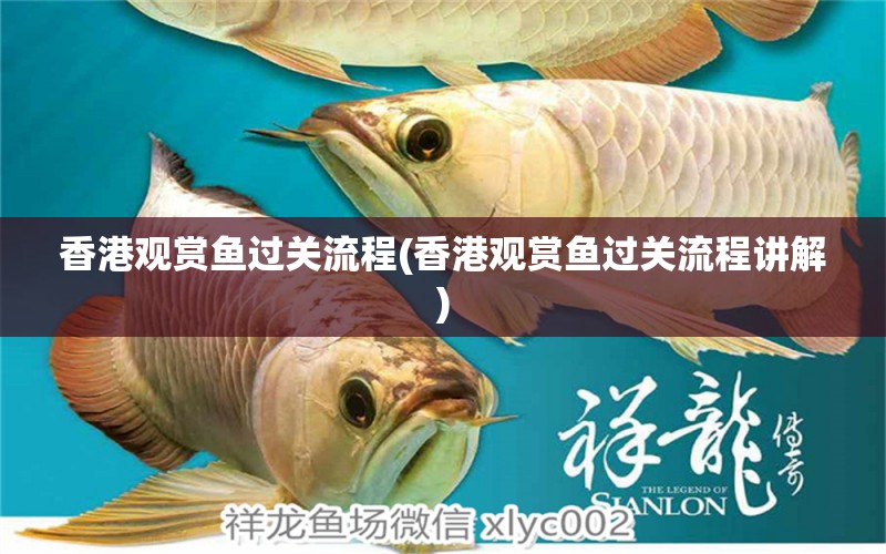 香港观赏鱼过关流程(香港观赏鱼过关流程讲解)