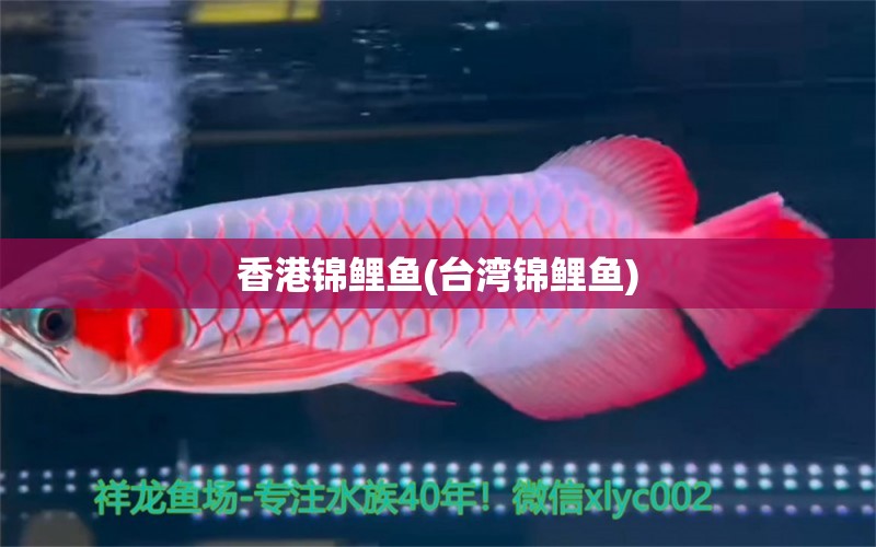 香港锦鲤鱼(台湾锦鲤鱼) 广州祥龙国际水族贸易 第1张