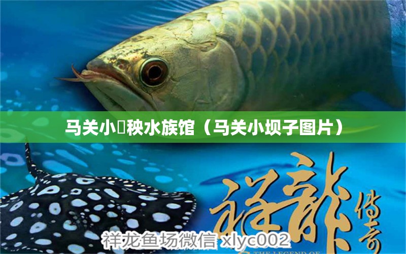 马关小槑秧水族馆（马关小坝子图片） 全国水族馆企业名录