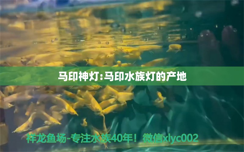 马印神灯:马印水族灯的产地 马印水族