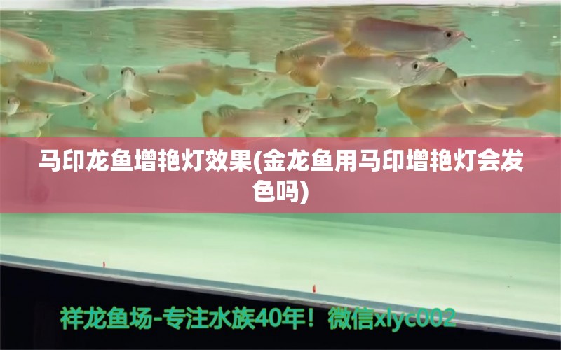 马印龙鱼增艳灯效果(金龙鱼用马印增艳灯会发色吗)