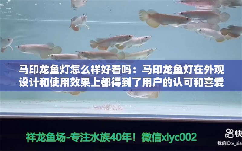 马印龙鱼灯怎么样好看吗：马印龙鱼灯在外观设计和使用效果上都得到了用户的认可和喜爱 马印水族 第3张