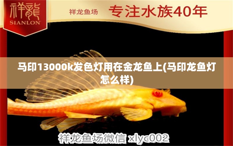 马印13000k发色灯用在金龙鱼上(马印龙鱼灯怎么样)