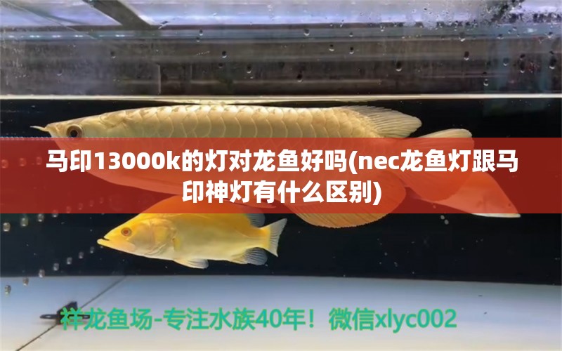 马印13000k的灯对龙鱼好吗(nec龙鱼灯跟马印神灯有什么区别)