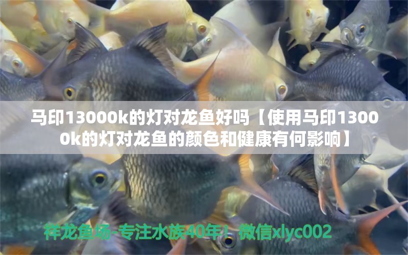 马印13000k的灯对龙鱼好吗【使用马印13000k的灯对龙鱼的颜色和健康有何影响】