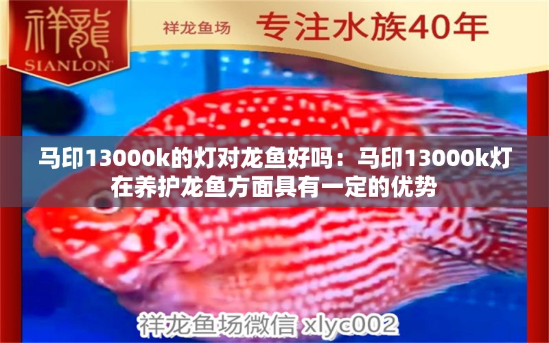 马印13000k的灯对龙鱼好吗：马印13000k灯在养护龙鱼方面具有一定的优势