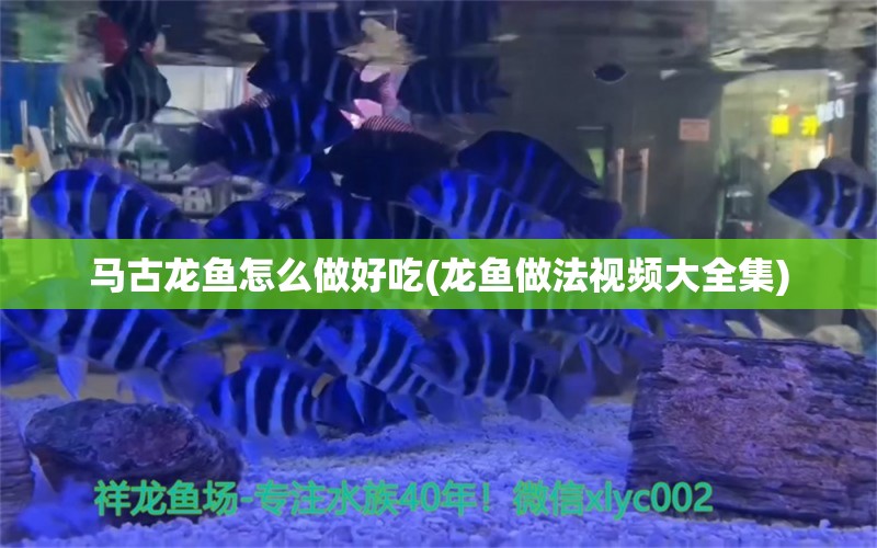 马古龙鱼怎么做好吃(龙鱼做法视频大全集)